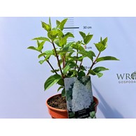Hydrangea paniculata 'Silver Dollar'