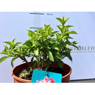 Hydrangea paniculata PETITE STAR 'Coustar02' PBR